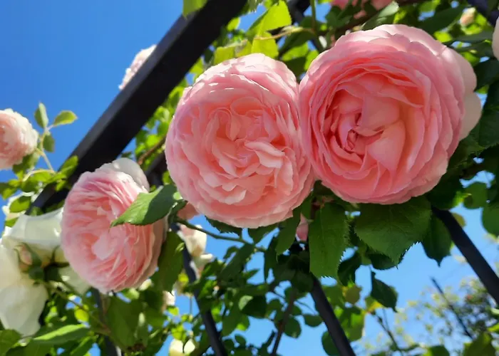 Panzió Pane E Marmellata Signa